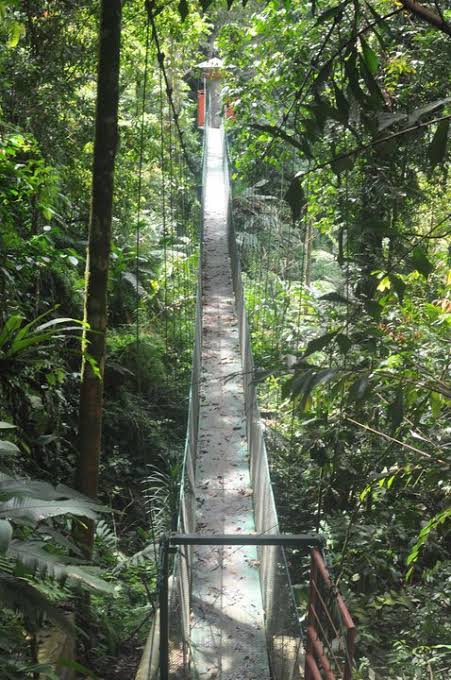 Canopy Bridge Bodogol 